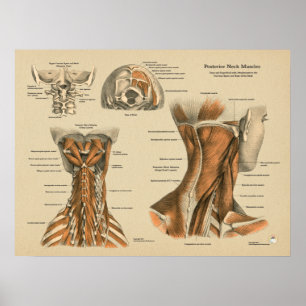 Neck Spine Muscles Chiropractic Massage Chart Poster