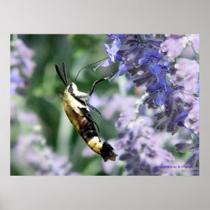 Nectar verzamelen - fotografie door JB Originals Poster