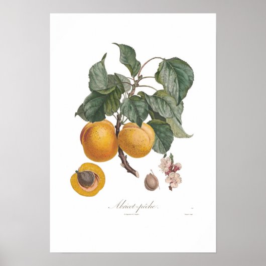 Nectarine Poster (Voorkant)