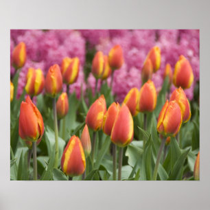 Nederland (alias Holland), Lisse. Keukenhof Poster