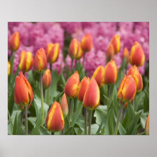 Nederland (alias Holland), Lisse. Keukenhof Poster (Voorkant)