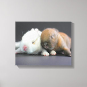 Nederland Dwarf Rabbits Canvas Afdruk