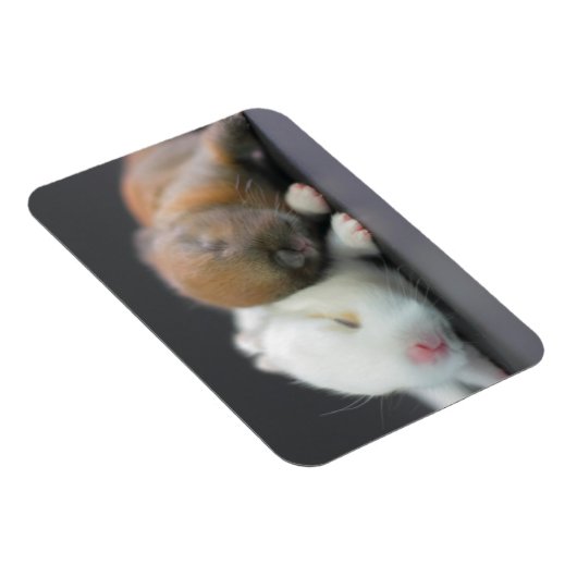 Nederland Dwarf Rabbits Magneet (Rechterzijde)