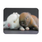 Nederland Dwarf Rabbits Magneet (Horizontaal)