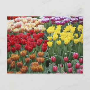 Nederland, Keukenhoff-tuinen, tulpen. Briefkaart