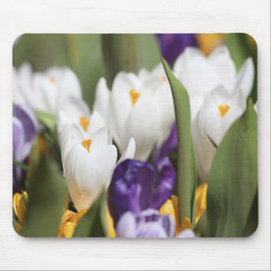 Nederland, Keukenhoff-tuinen, Tulpen. Muismat