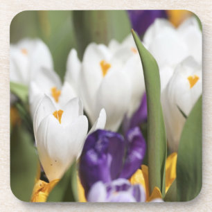 Nederland, Keukenhoff-tuinen, Tulpen. Onderzetter