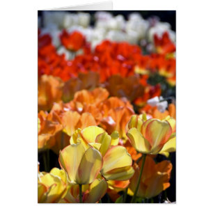 Nederland, Lisse. Keukenhof
