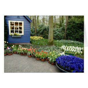 Nederland, Lisse. Keukenhof 11