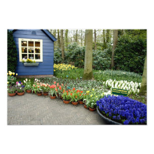 Nederland, Lisse. Keukenhof 11 Foto Afdruk