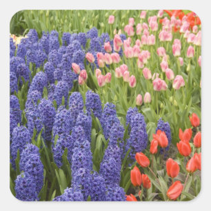 Nederland, Lisse. Keukenhof 2 Vierkante Sticker