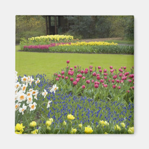 Nederland, Lisse. Keukenhof 5 Magneet