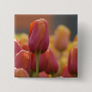 Nederland, Lisse. Keukenhof 6 Vierkante Button 5,1 Cm
