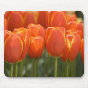 Nederland, Lisse. Keukenhof 7 Muismat
