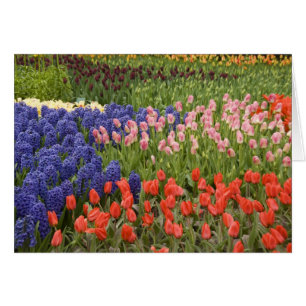 Nederland, Lisse. Keukenhof 8