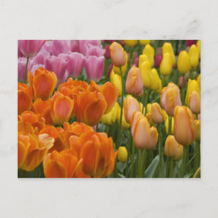 Nederland, Lisse. Keukenhof 9 Briefkaart