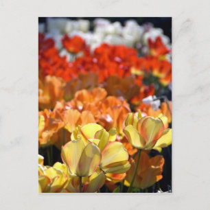 Nederland, Lisse. Keukenhof Briefkaart