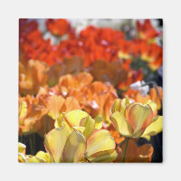 Nederland, Lisse. Keukenhof