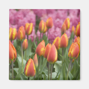 Nederland, Lisse. Keukenhof Magneet