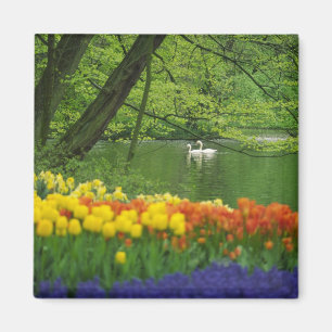 Nederland, Lisse. Witte zwanen op vijver te midden Magneet