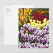 Nederland (ook bekend als Holland), Lisse. Keukenh Briefkaart (Voorkant / Achterkant)