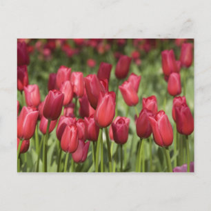 Nederland (ook bekend als Holland), Lisse. Keukenh Briefkaart