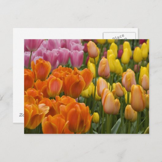 Nederland (ook bekend als Holland), Lisse. Keukenh Briefkaart (Voorkant / Achterkant)