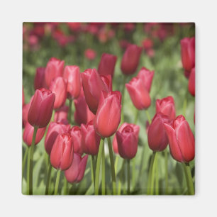 Nederland (ook bekend als Holland), Lisse. Keukenh Magneet