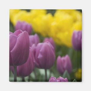 Nederland (ook bekend als Holland), Lisse. Keukenh Magneet