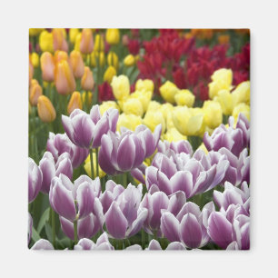 Nederland (ook bekend als Holland), Lisse. Keukenh Magneet