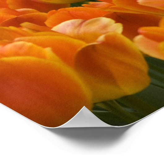 Nederland (ook bekend als Holland), Lisse. Keukenh Poster (Hoek)