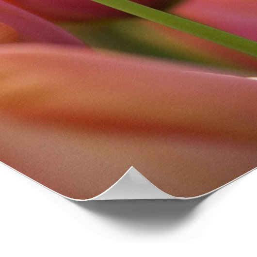 Nederland (ook bekend als Holland), Lisse. Keukenh Poster (Hoek)