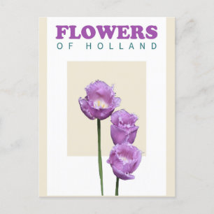  Nederland Paarse Tulpen Reizen Briefkaart