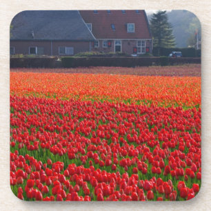 Nederland: Tulpveld in Nederland Onderzetter