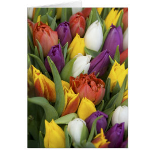 Nederland, Zuid-Holland, Amsterdam