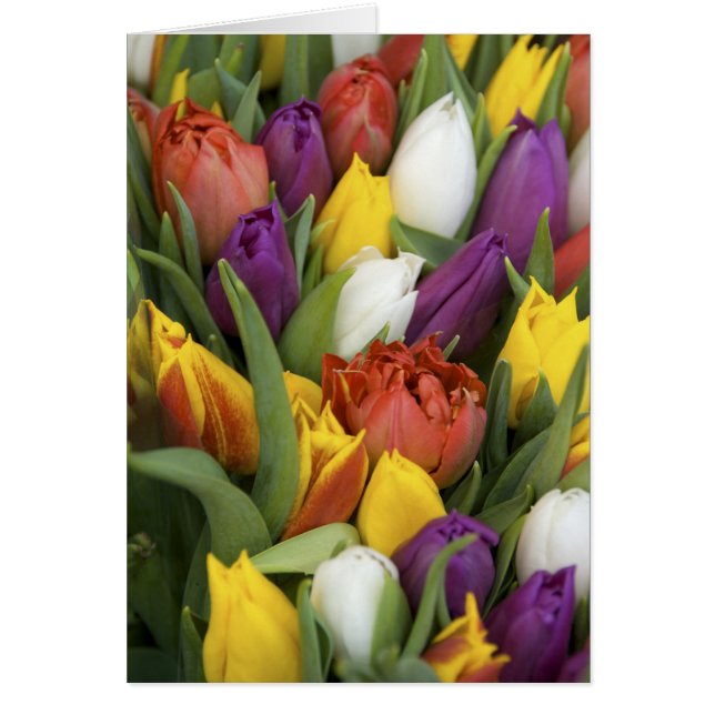 Nederland, Zuid-Holland, Amsterdam (Voorkant)