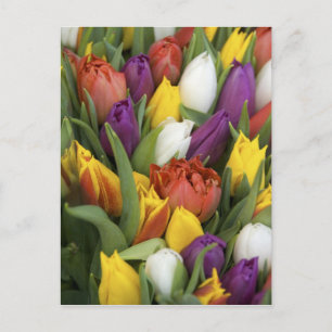 Nederland, Zuid-Holland, Amsterdam Briefkaart