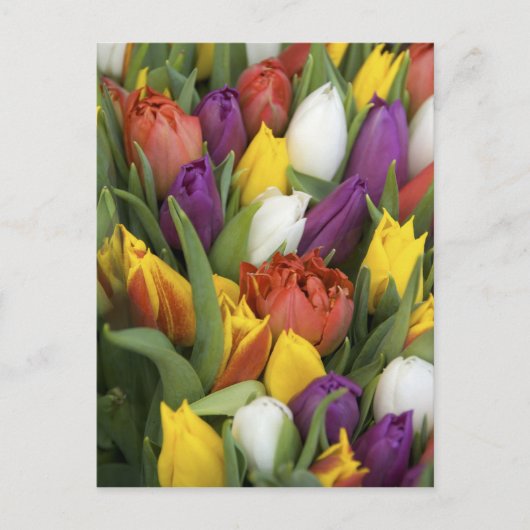 Nederland, Zuid-Holland, Amsterdam Briefkaart (Voorkant)