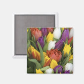 Nederland, Zuid-Holland, Amsterdam Magneet (Voorkant / Achterkant)