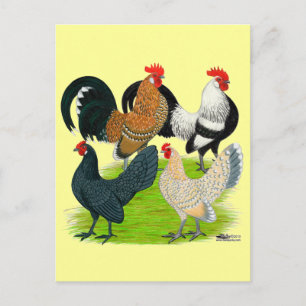 Nederlands Bantam Kwartet Briefkaart