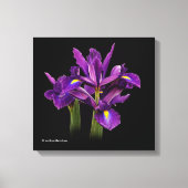 Nederlands Iris Paars Sensation Canvas Afdruk (Voorkant)