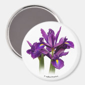 Nederlands Iris Paars Sensation Magneet (Voorkant / Achterkant)