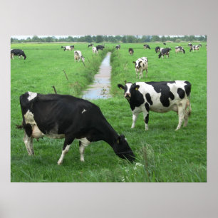 Nederlands Poster melkkoeien printcadeaus