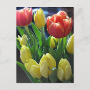 Nederlands TulpenBriefkaart Briefkaart