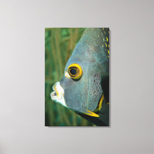 Nederlandse Antillen, Bonaire, sluiting onderwater Canvas Afdruk