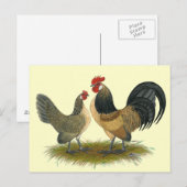 Nederlandse Bantam:  Blauwe kwartel Briefkaart (Voorkant / Achterkant)