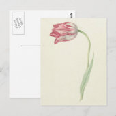  Nederlandse beeldende kunst: roze en witte tulp Briefkaart (Voorkant / Achterkant)
