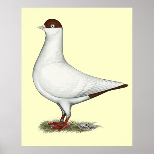 Nederlandse Helmduif Poster (Voorkant)