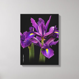 Nederlandse Iris Paarse Sensatie Canvas Afdruk