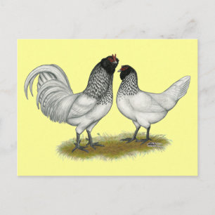 Nederlandse kippen briefkaart